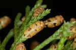 Eastern redcedar